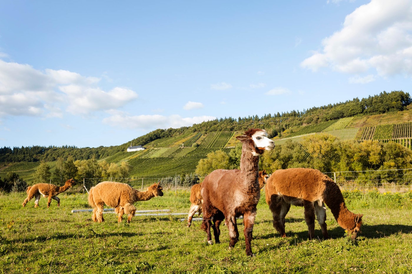 Alpacas Hotel Deutschherrenhof Zeltingen Rachtig